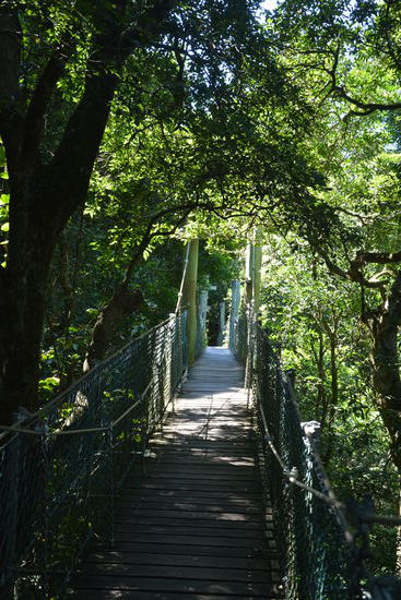 Der Tree Top Walk