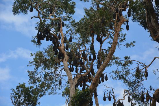 Flughunde im Baum in Woolgoolga