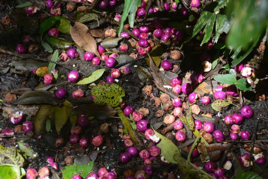 Komische grellviolette Beeren, die überall auf dem Weg lagen und dessen Ursprung wir nicht finden konnten...