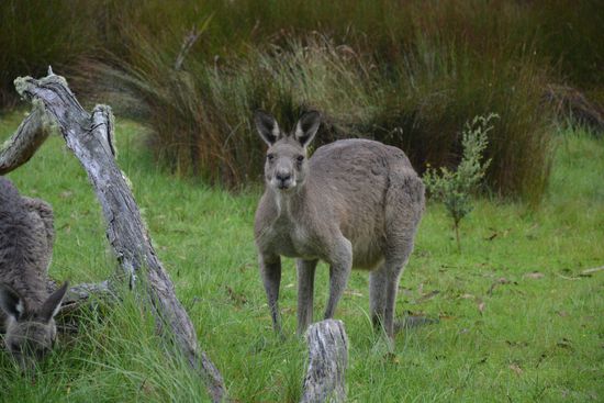 ganz viele Kängurus im Cathedral Rock NP  