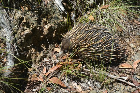 Ein Echidna 