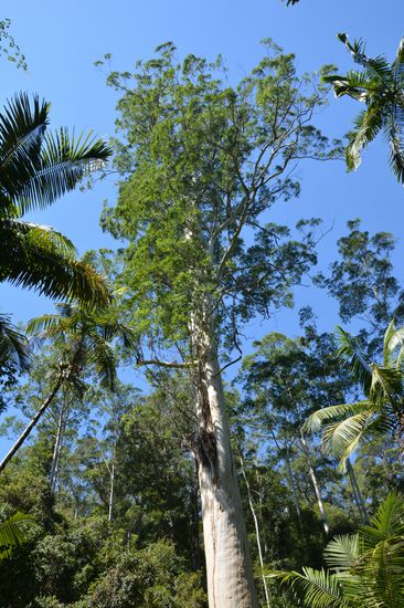 Der höchste Baum in New South Wales 