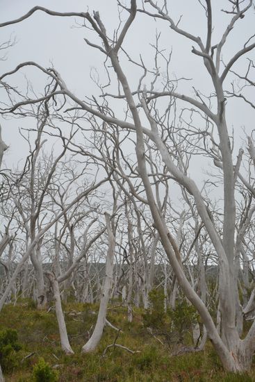 Weiße Eukalypten auf dem Weg zum Cape Otway