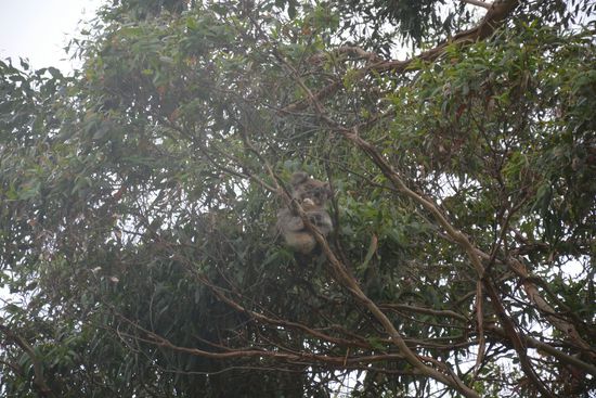 Koala auf dem Weg nach Cape Otway