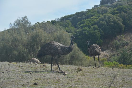 Emus im Tower Hill Wildlife Reserve