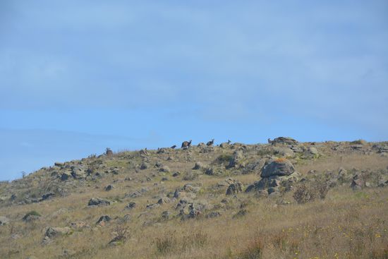 Suchbild!
Wie viele Kängurus könnt ihr entdecken?