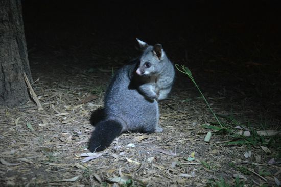 Abendlicher Besuch von 'Mick' dem sehr zutraulichen Oppossum 