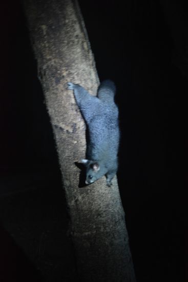 Bei Autolärm verschwand er immer sofort auf dem nächsten Baum 