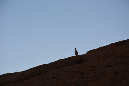 ein Wallaby 