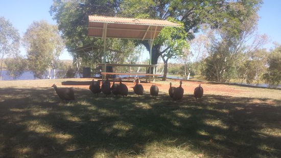 Die GANG (Junge Pfauen) beim Lake Mary Ann.
Hinter uns lag auch eine Gruppe Gänse, die uns ab und zu anpöbelte  .