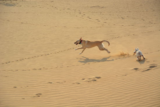 Liwa, die übrigens eine Wüstenhündin ist, kann irre schnell rennen und es hört sich dann so an als ob ein Pferd durch die Wüste gallopiert  
Pebbles schaut ihr nur hinterher...