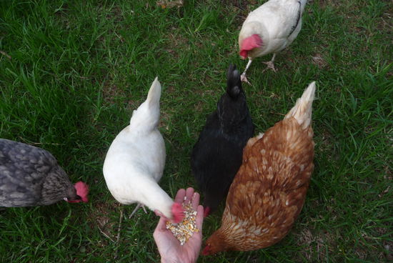 Die Hühner begriffen schnell, wer ihnen zur Zeit das Futter bringt.