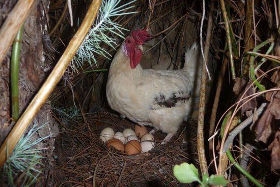 ...und verrieten mir dafür das Eierversteck in der Hecke.