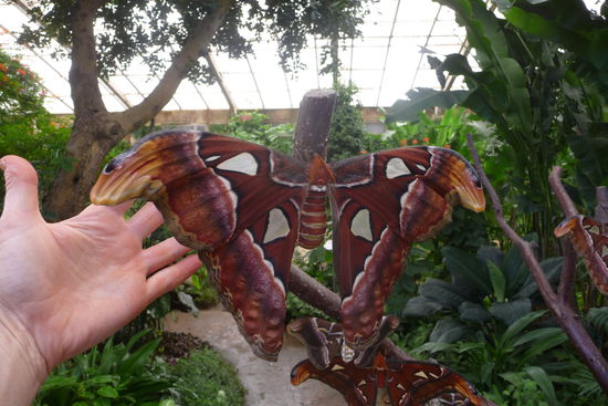 Gleich neben dem Tempel vom Bild zuvor befindet sich das mariposario, das Schmetterlingshaus.