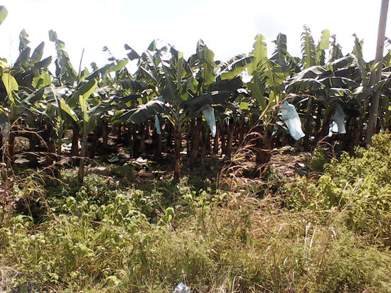 Bananen, Apfelsinen und Kakao werden in großen und kleineren Plantagen angebaut.