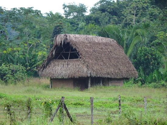 Regenschutz für uns und Futterstelle für Hunderte Mücken