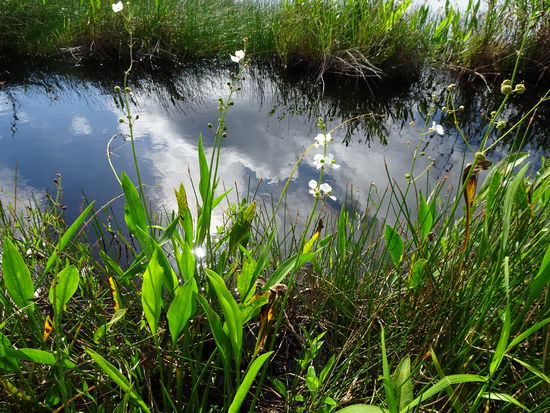 Nahe Hopkins viel Sumpfland mit Wasservögeln und Orchideen. (Es gibt in Belize 250 Orchideenarten)