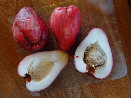 Java- oder auch Rosenapfel