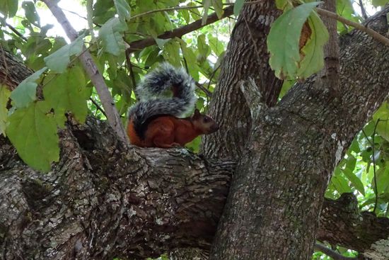 Ein fotogenes Bunthörnchen