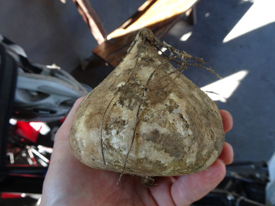 Wir probieren eigentlich  alles,  was uns so begegnet.  Hier werden am Straßenrand jicamas verkauft.  Auf deutsch  Yambohne,  wird in Scheiben geschnittenen  und mit Zitronensaft und Salz gegessen.  Fast wie ein saftiger Rettich.