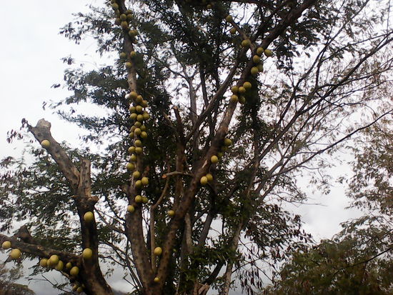Manche Bäume schmücken  sich selbst. Der hier heißt Jicaro, das Fruchtfleisch ist ungenießbar, aber die Samen werden genutzt.