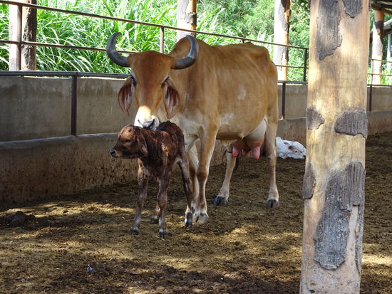Begegnung im Dorf: gerade geboren