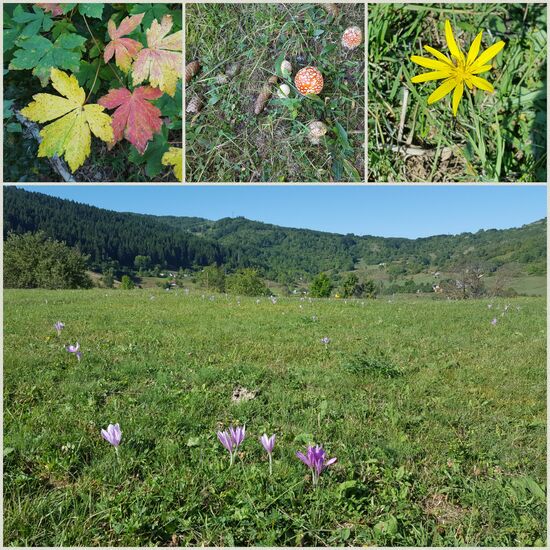 Jeden Tag spüren wir ein bisschen mehr, dass der Herbst naht.