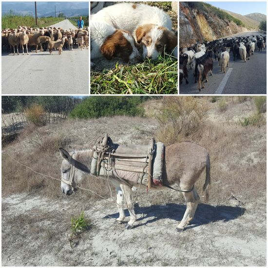 Weitere tierische Begegnungen.