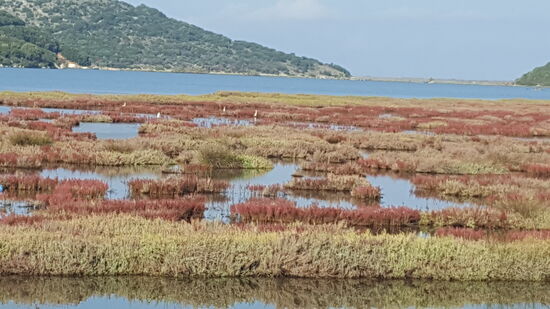 Erst geht es durch ein Sumpfgebiet mit viele, vielen Vögeln,