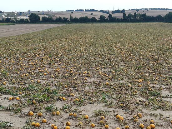 Links und rechts der Straße sind viele Kürbisfelder. Die Erntemaschine nimmt die Früchte auf, “schreddert“ sie und scheidet das ganze schöne Fruchtfleisch wieder aus. Zunächst wundern wir uns, bis uns einfällt, dass das Kürbiskernöl auch irgendwo herkommen muss.