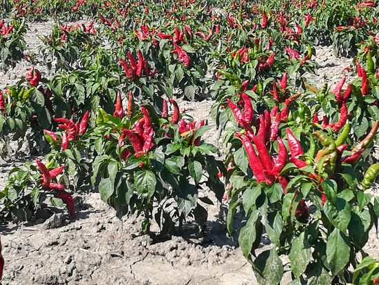 In Kalocsa besuchen wir das Parikamuseum und lernen etwas über Anbau, Schärfegrade und Verarbeitung.