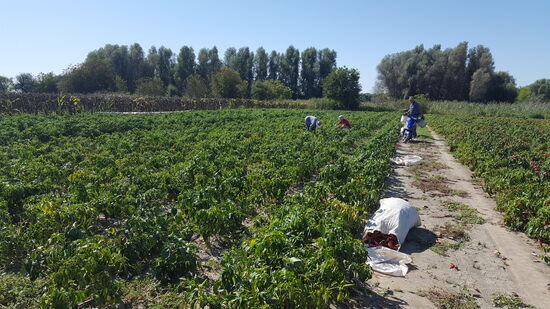1 ha bewirtschaftet die Familie mit Handarbeit. Die Früchte sind reif und müssen vor dem prophezeiten Regen geerntet werden.