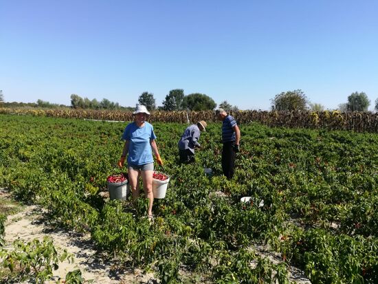 Während des Pflückens erzählen uns die ungarischen Schwiegereltern vom Krieg, ihrer Flucht nach Deutschland und wie sie auch von dort wieder ausgewiesen wurden, als der Krieg zu Ende war. Ihre 300€ Rente reichen vorn und hinten nicht, denn viele Preise sind ähnlich wie bei uns.