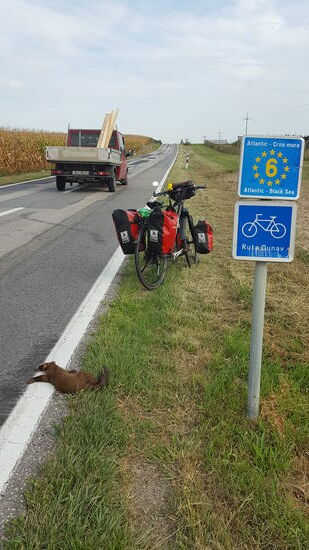 Zwischen Osijek und Ilok geht der "Radweg" auf 70km auf einer großen, stark befahrenen Straße entlang. Ziemlich gefährlich und anstrengend.