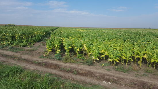 Insgesamt ist dieser Landesteil landwirtschaftlich geprägt. Viel Mais, Rüben, (zu unserer Freude) Melonen oder wie auf dem Bild Tabak. Gefühlt rauchen hier alle, Philip Morris wird einen Großteil der hier produzierten Zigaretten gleich vor Ort verkaufen.