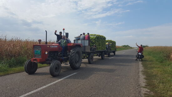 Die Ernte erfolgt per Hand.