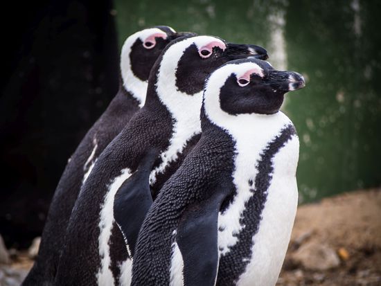 Penguine am Stoney Point (Bettys Bay)