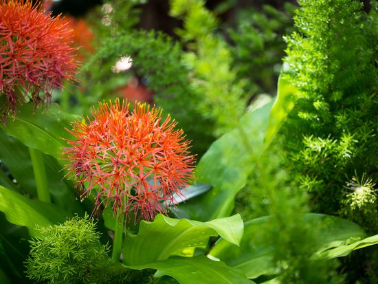 Kirstenbosch Botanical Garden