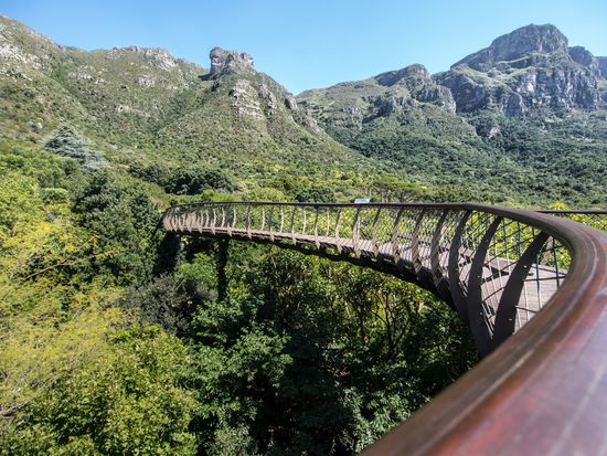 Kirstenbosch Botanical Garden (Wanderweg über die Baumwipfel)