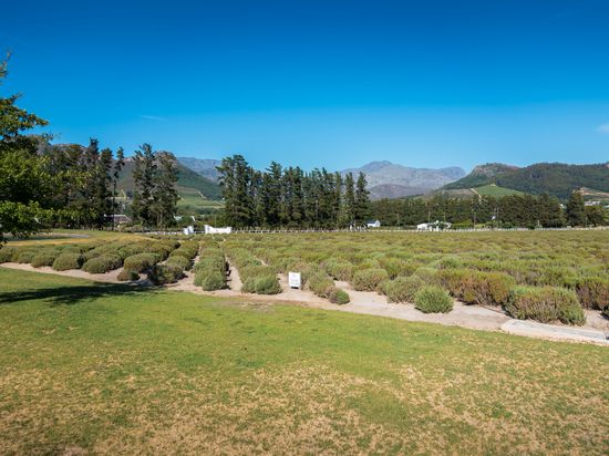 Aussicht vom Guest House auf die Lavendel-Felder