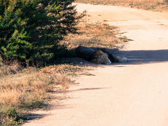 Löwe im Addo Elephant Park