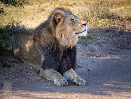 Löwe im Addo Elephant Park
