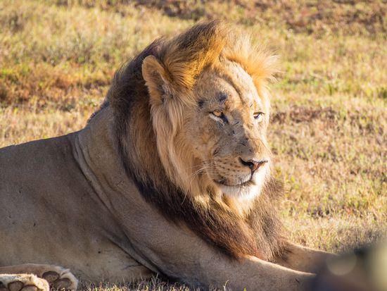 Ihre Majestät im Addo Elephant Park