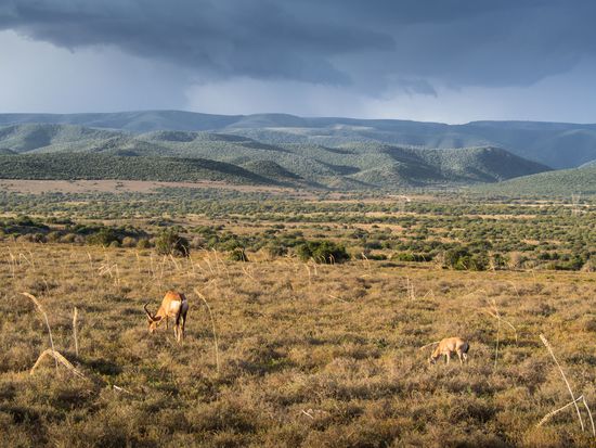 Irgendwo im Addo Park