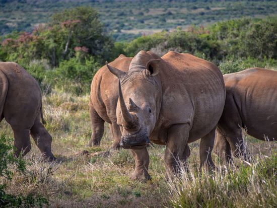 Nashörner im Shamwari