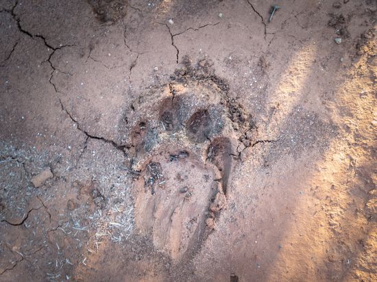 Fußabdruck eines Löwen