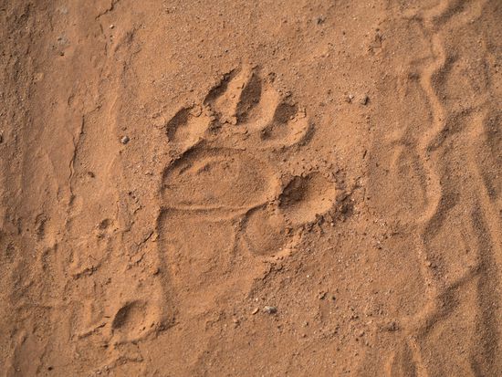 Abdruck ... von einem Löwen?