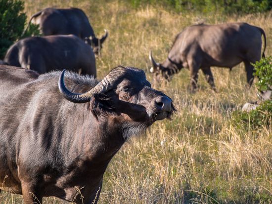 Der Büffel - das gefährlichste Tier Afrikas
