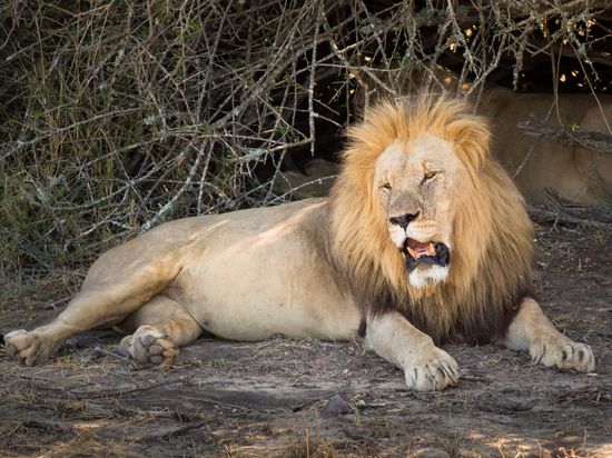 Vollgefressenes Löwenmännchen (in den Büschen seine Frau)