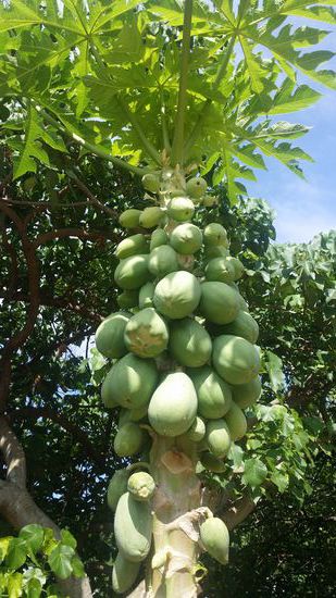 Unterwegs gibt's viel Grün ... zun Beispiel in Form dieser Mangos!